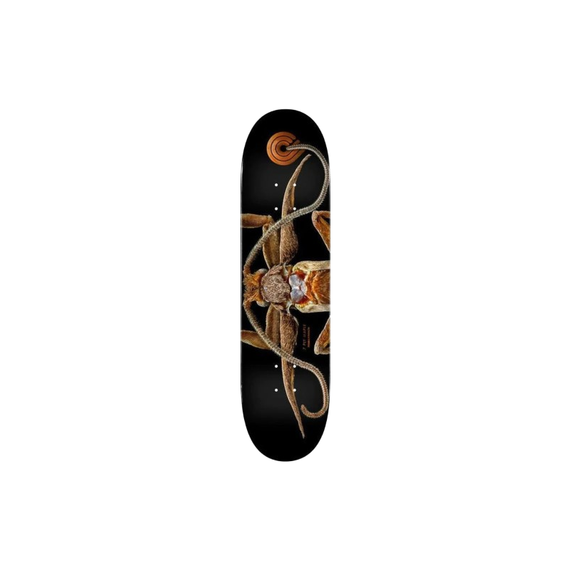 Planche "DK PP BISS FLIGHT 243 K20 Marion Moth" 8.25