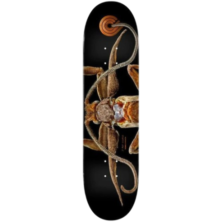 Planche "DK PP BISS FLIGHT 243 K20 Marion Moth" 8.25